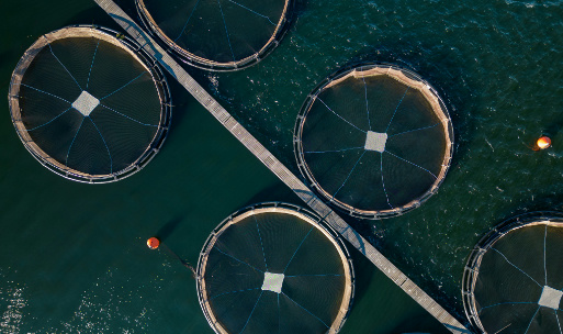 The Role of Water Quality Sensor in Aquaculture: Enhancing Sustainability and Efficiency in Fish Farming